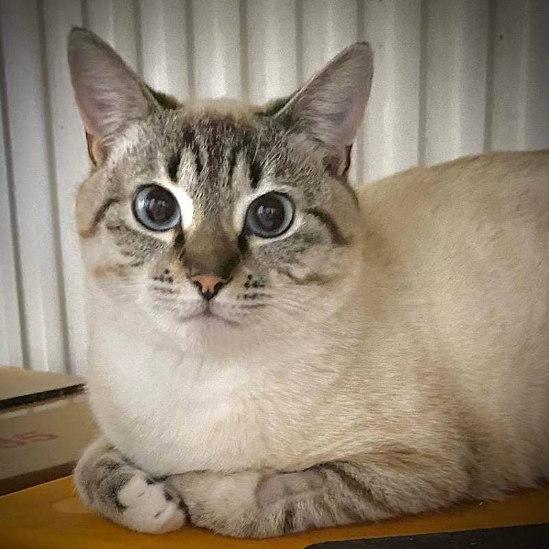 Dexter - Domestic Short Hair cat available for adoption at RSPCA Queensland in Bundaberg