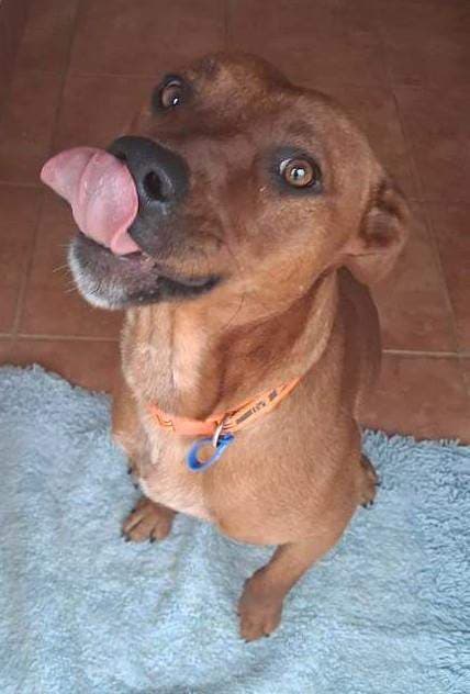 Tommy - American Staffordshire Bull Terrier available for adoption in Toowoomba