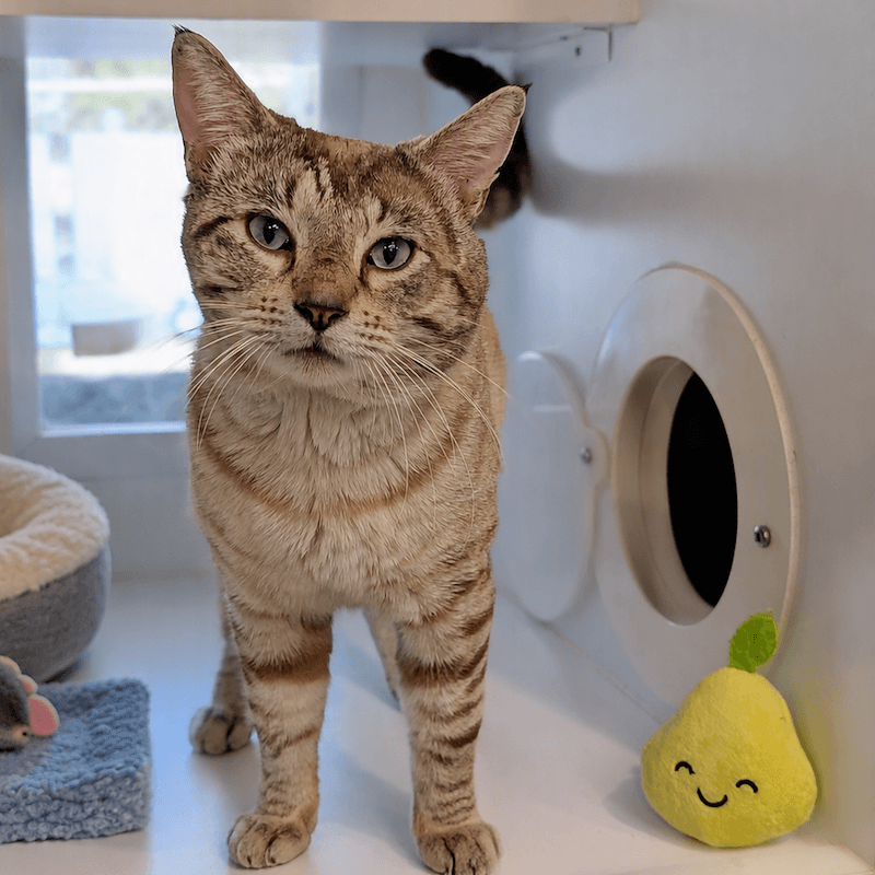 Duncan - Domestic Short Hair (DSH) cat available for adoption at RSPCA Queensland in Brisbane