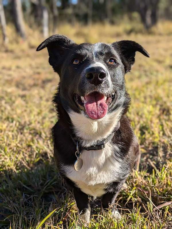 Charlie - Border Collie x Beagle available for adoption in Brisbane