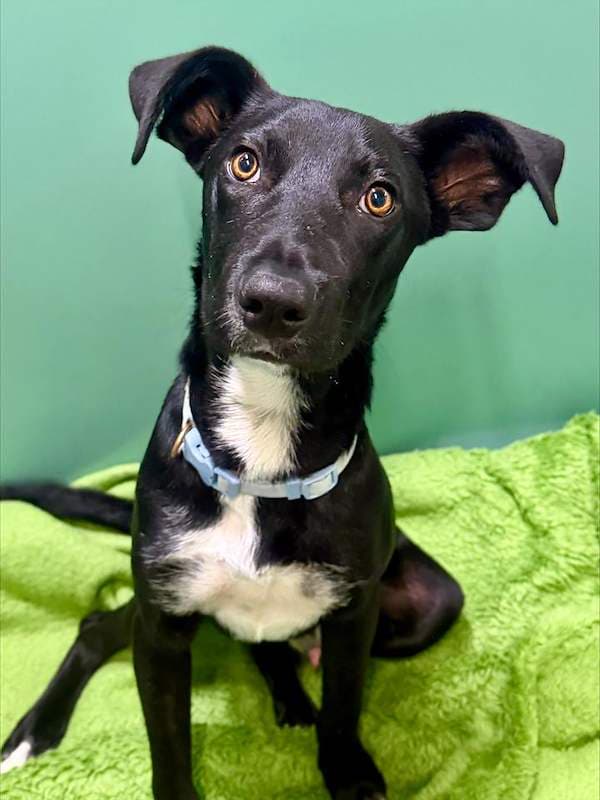 Inspector Gadget - Kelpie x Bull Arab available for adoption in Mackay