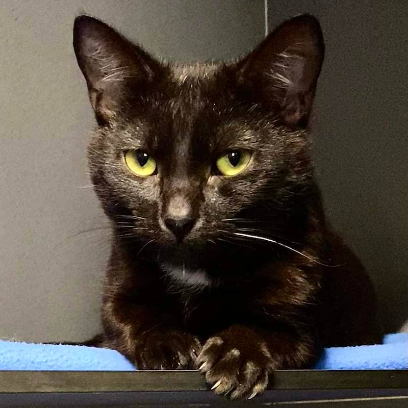 Casper - Domestic Short Hair cat available for adoption at RSPCA Queensland in Bundaberg