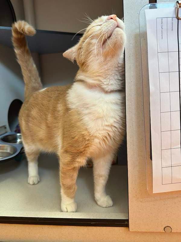 Big Red - Domestic Short Hair cat available for adoption at RSPCA Queensland in Brisbane