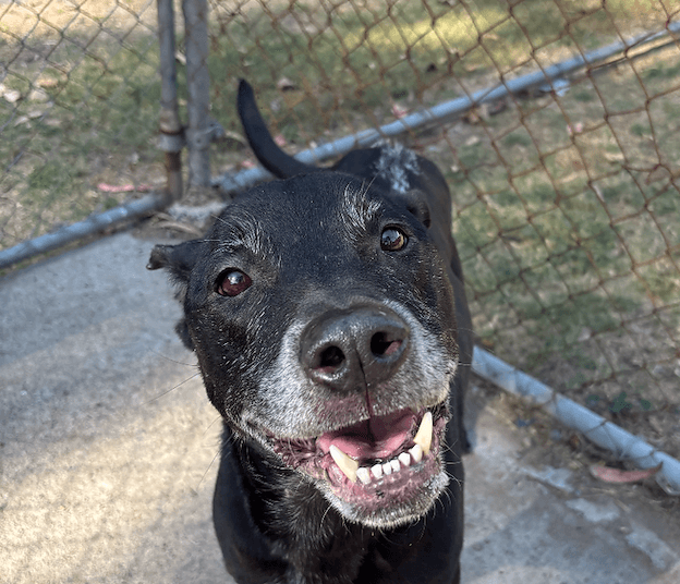 Arnie - English Staffordshire Bull Terrier Cross available for adoption in Brisbane