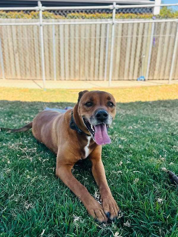 Dudley - Rottweiler x American Staffordshire Bull Terrier available for adoption in Toowoomba