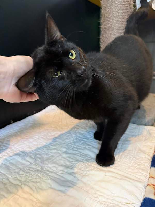Ant - Domestic Short Hair (DSH) cat available for adoption at RSPCA Queensland in Brisbane