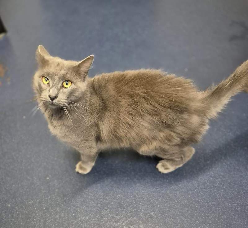 Fizz - Ragdoll cat available for adoption at RSPCA Queensland in Brisbane