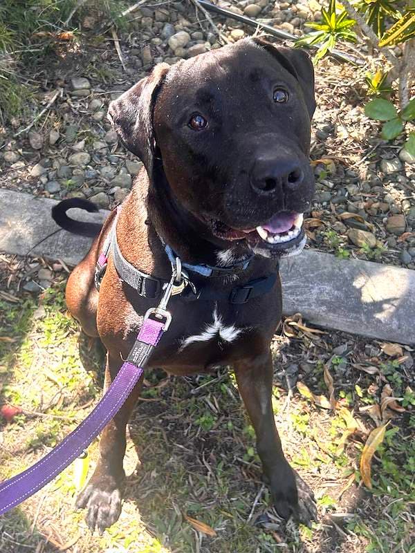Bear - American Staffordshire Bull Terrier Cross available for adoption in Mackay