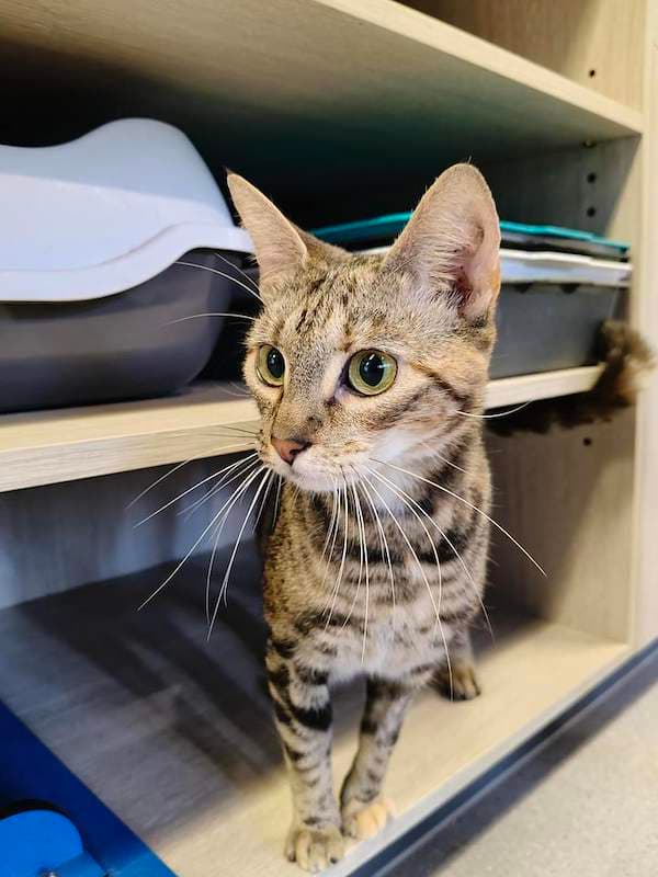 Gina - Domestic Short Hair (DSH) cat available for adoption at RSPCA Queensland in Cairns