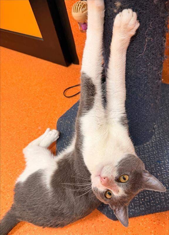 Charlie - Domestic Short Hair (DSH) (Mixed) cat available for adoption at RSPCA Queensland in Brisbane