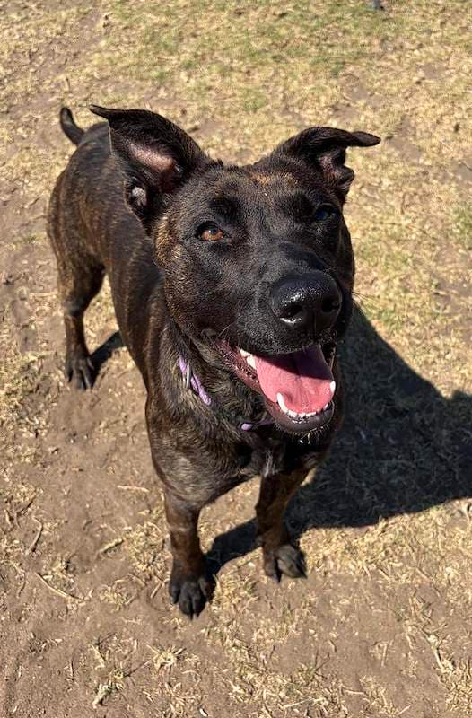 Lucy - American Staffordshire Bull Terrier available for adoption in Toowoomba