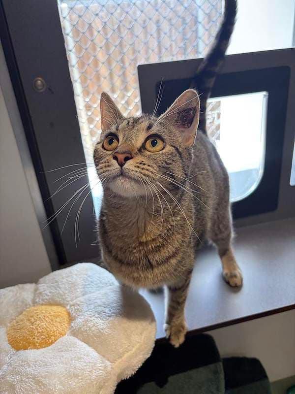 KeKe - Domestic Short Hair (DSH) cat available for adoption at RSPCA Queensland in Toowoomba