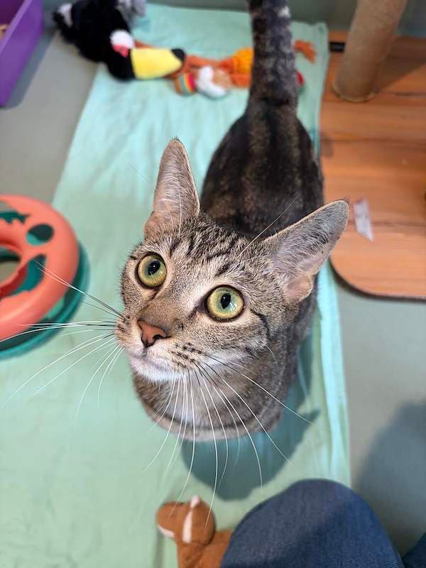 Ginny - Domestic Short Hair (DSH) cat available for adoption at RSPCA Queensland in Toowoomba