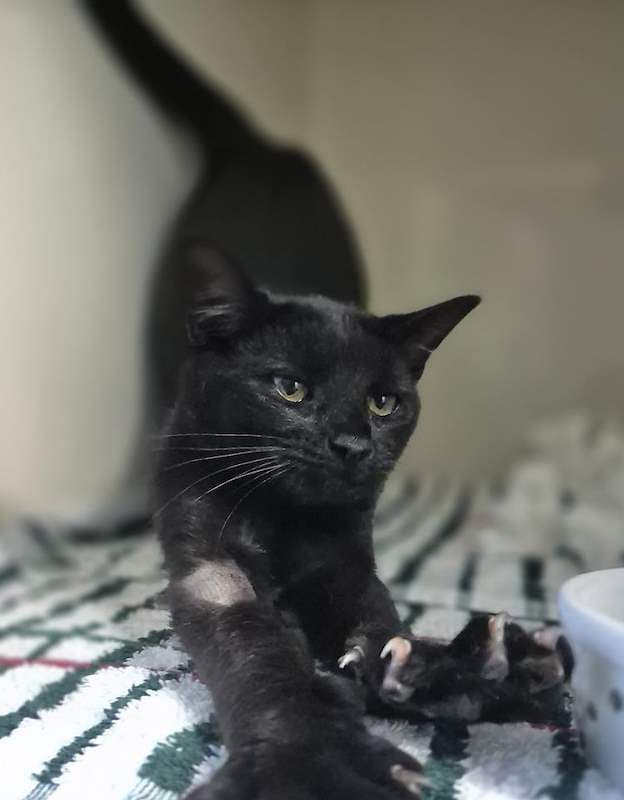 Cindy - Domestic Short Hair cat available for adoption at RSPCA Queensland in Brisbane