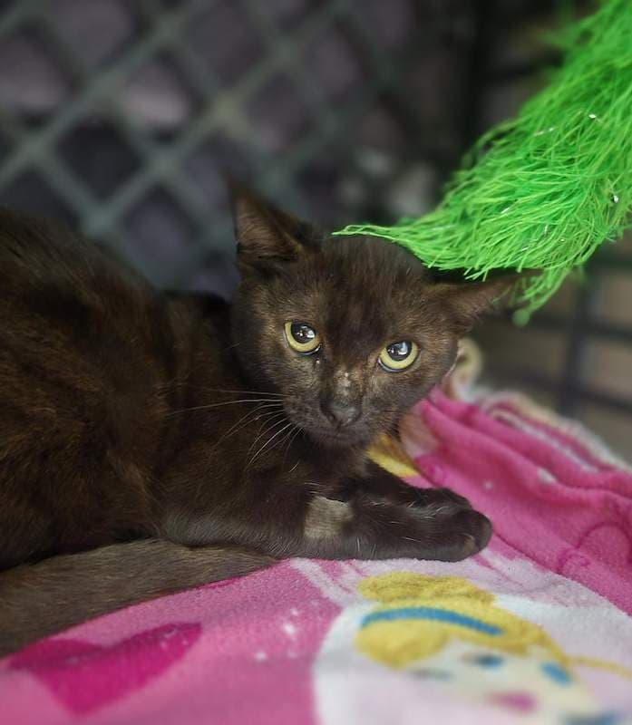 Marcia - Domestic Short Hair cat available for adoption at RSPCA Queensland in Brisbane