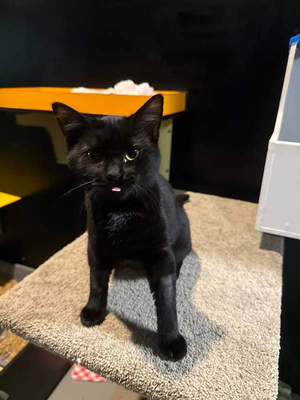 Alice - Domestic Short Hair cat available for adoption at RSPCA Queensland in Gympie