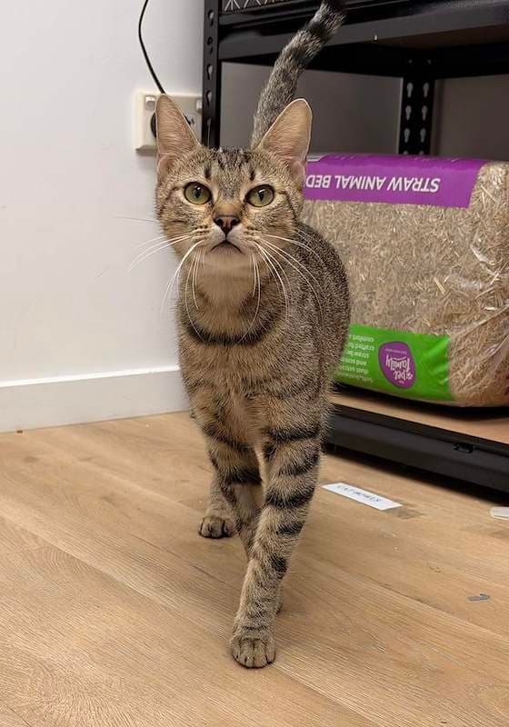 Mumma Bonnie - Domestic Short Hair cat available for adoption at RSPCA Queensland in Townsville