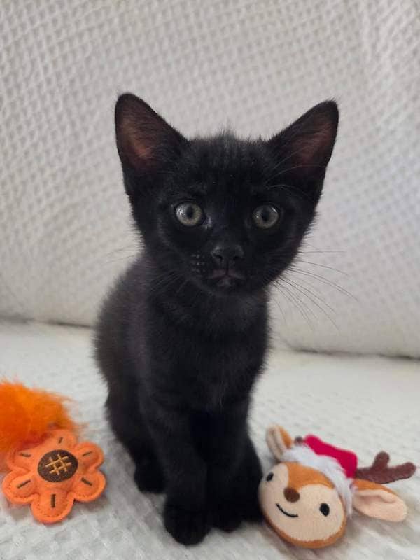 Bugsie - Domestic Short Hair cat available for adoption at RSPCA Queensland in Townsville