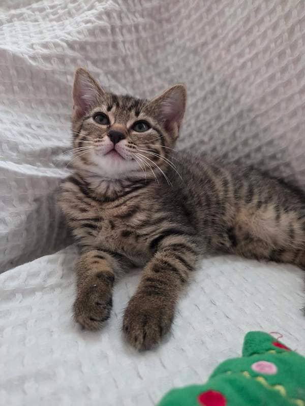 Bagel - Domestic Short Hair cat available for adoption at RSPCA Queensland in Townsville