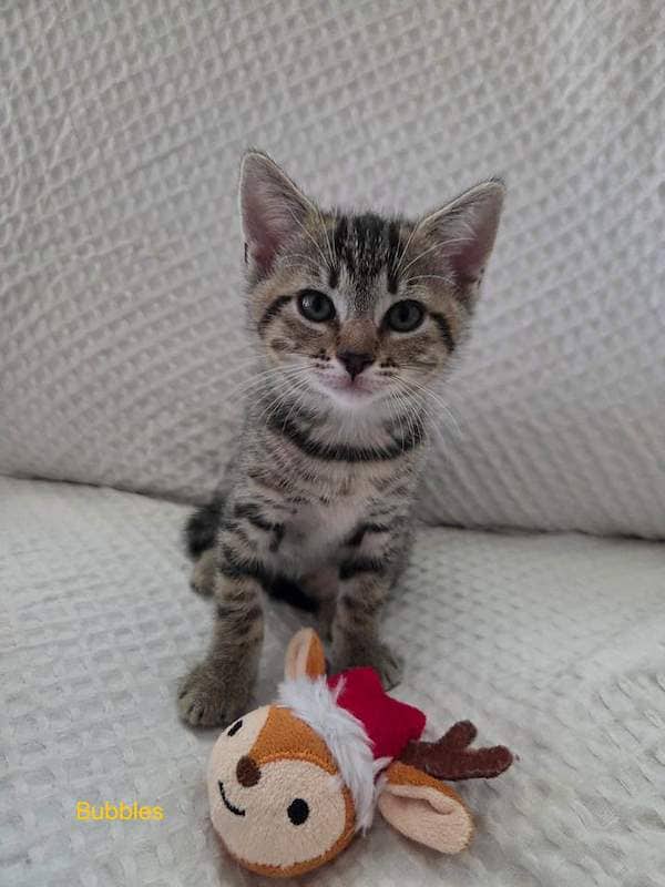 Bubbles - Domestic Short Hair cat available for adoption at RSPCA Queensland in Townsville