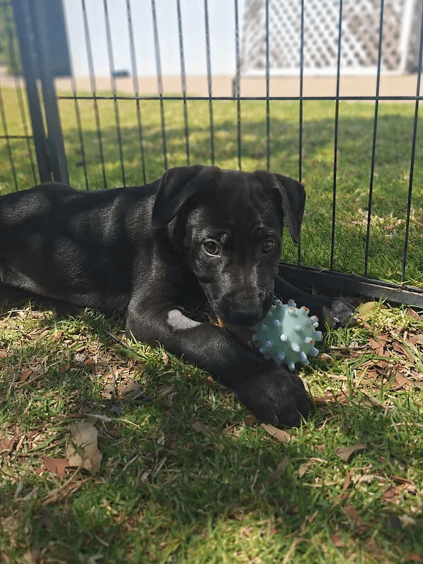 Antonio - Great Dane x Bullmastiff available for adoption in Toowoomba