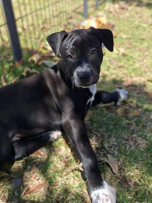 Luisa - Great Dane x Bullmastiff available for adoption in Toowoomba