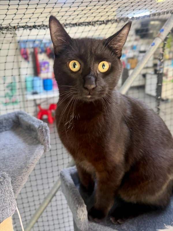 Spencer - Domestic Short Hair (DSH) (Mixed) cat available for adoption at RSPCA Queensland in Mackay