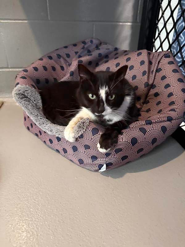 Queenie - Domestic Short Hair (DSH) cat available for adoption at RSPCA Queensland in Brisbane