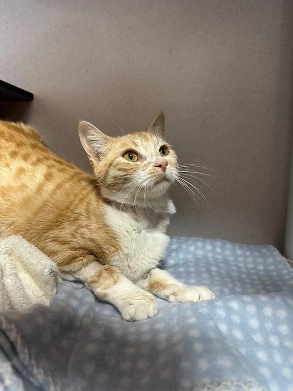 Madame - Domestic Short Hair (DSH) (Mixed) cat available for adoption at RSPCA Queensland in Brisbane