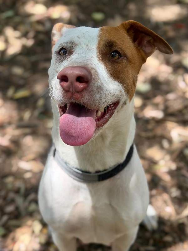 Jade - Australian Cattle Dog available for adoption in Mackay