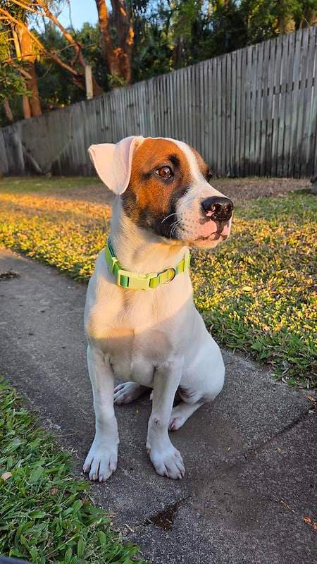 Asher - Bull Arab available for adoption in Townsville