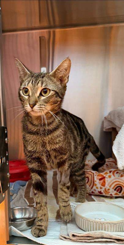 Gretsch - Domestic Medium Hair (DMH) cat available for adoption at RSPCA Queensland in Brisbane