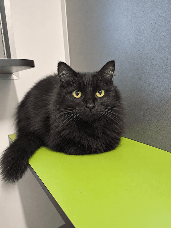 Bella - Domestic Long Hair cat available for adoption at RSPCA Queensland in Toowoomba