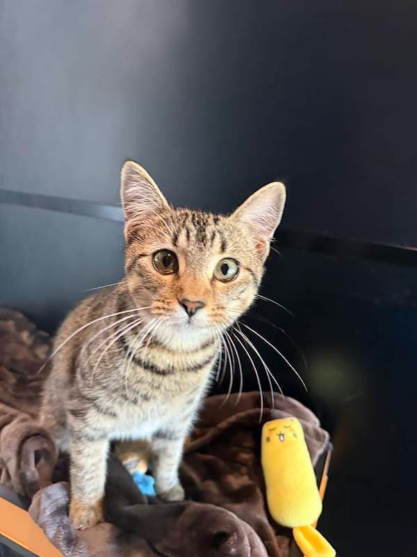 Sugar - Domestic Short Hair (DSH) cat available for adoption at RSPCA Queensland in Brisbane