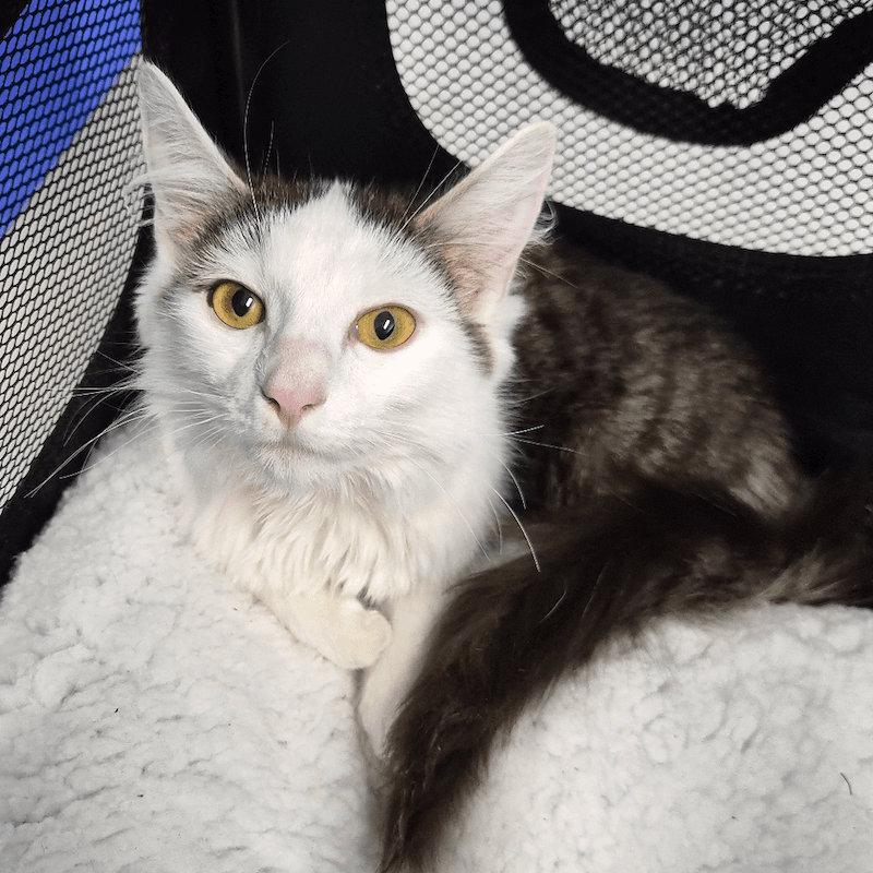 Penelope - Domestic Medium Hair cat available for adoption at RSPCA Queensland in Brisbane
