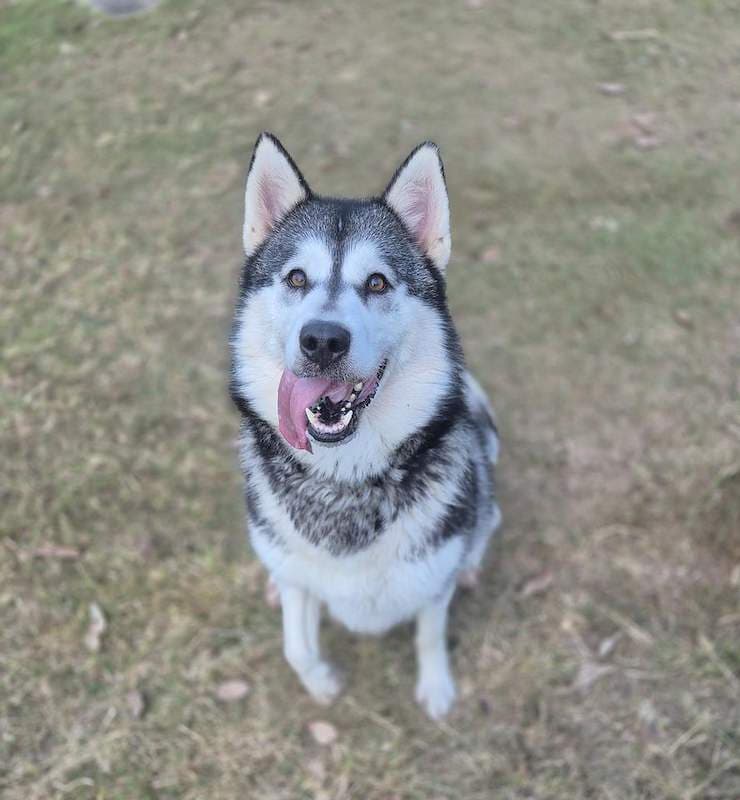 Delilah - Siberian Husky available for adoption in Brisbane