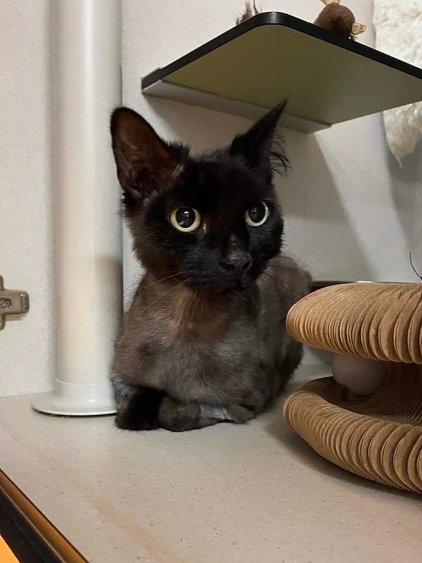Mrs Fluff - Domestic Long Hair cat available for adoption at RSPCA Queensland in Brisbane