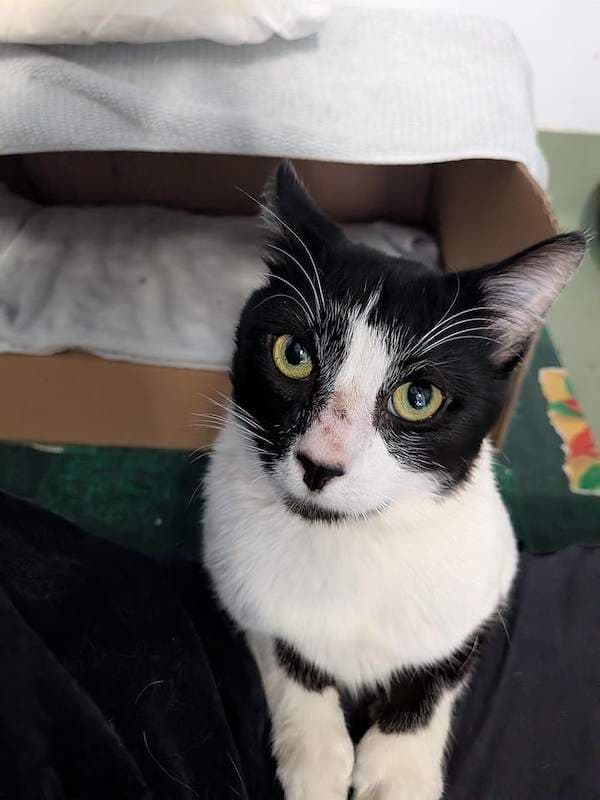 Pete - Domestic Short Hair (DSH) cat available for adoption at RSPCA Queensland in Toowoomba