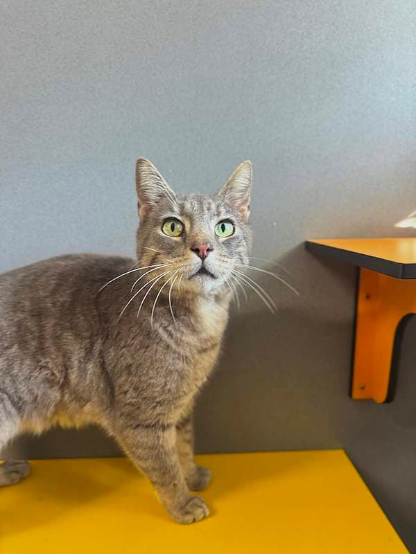 Koda - Domestic Short Hair (DSH) cat available for adoption at RSPCA Queensland in Toowoomba