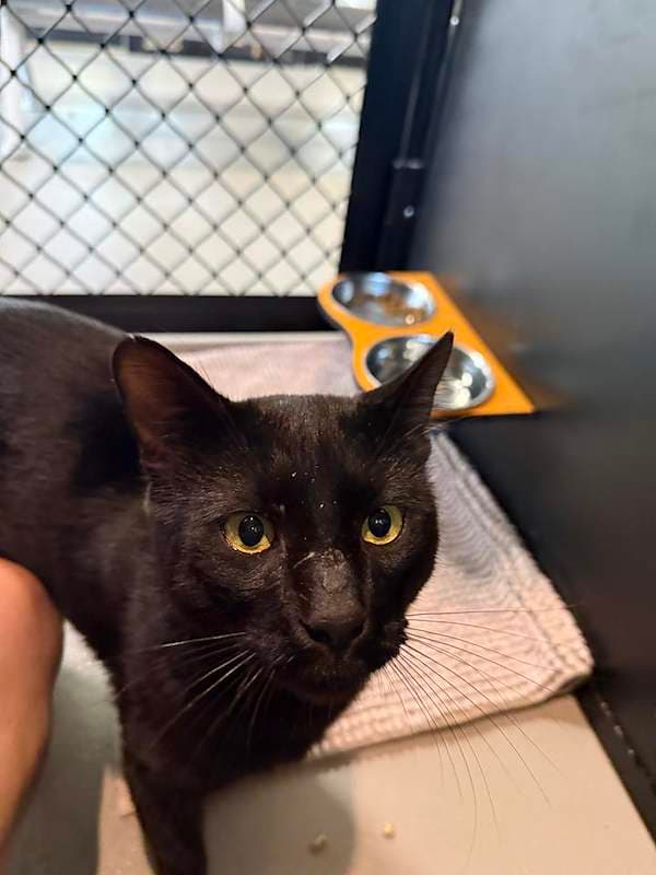 Benji - Domestic Short Hair (DSH) cat available for adoption at RSPCA Queensland in Brisbane