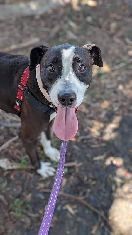 Lucy - Bull Arab Cross available for adoption in Mackay