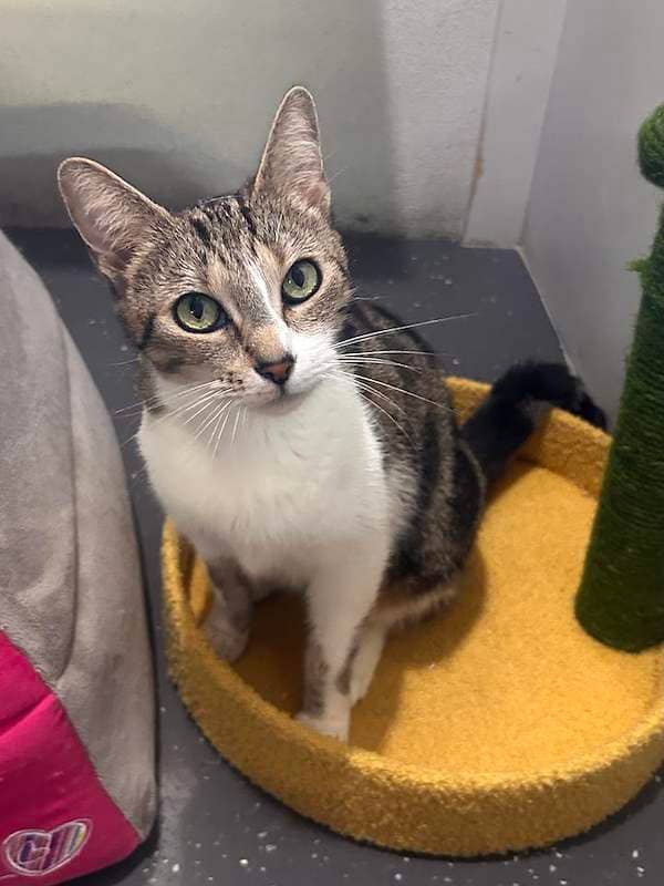 Bailey - Domestic Short Hair cat available for adoption at RSPCA Queensland in Mackay