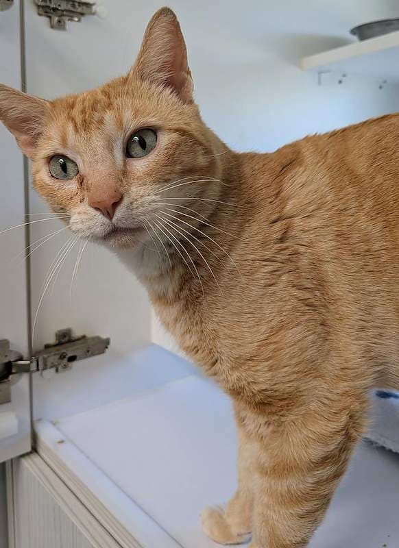 Sparky - Domestic Short Hair cat available for adoption at RSPCA Queensland in Brisbane