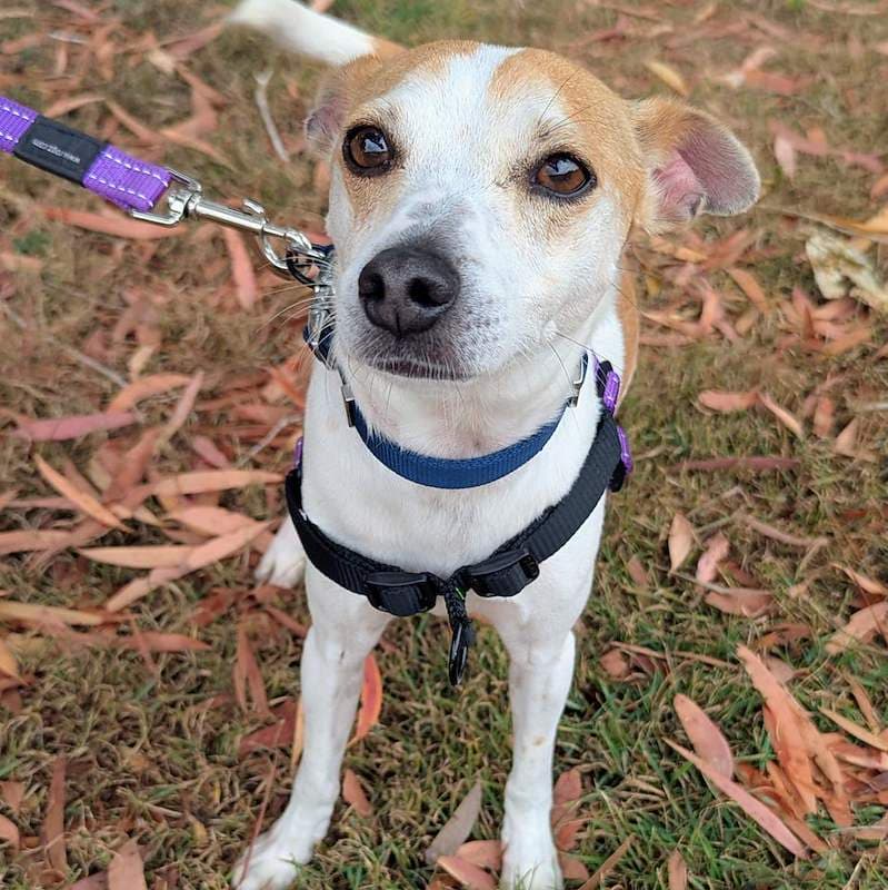 Coconut - Fox Terrier available for adoption in Brisbane