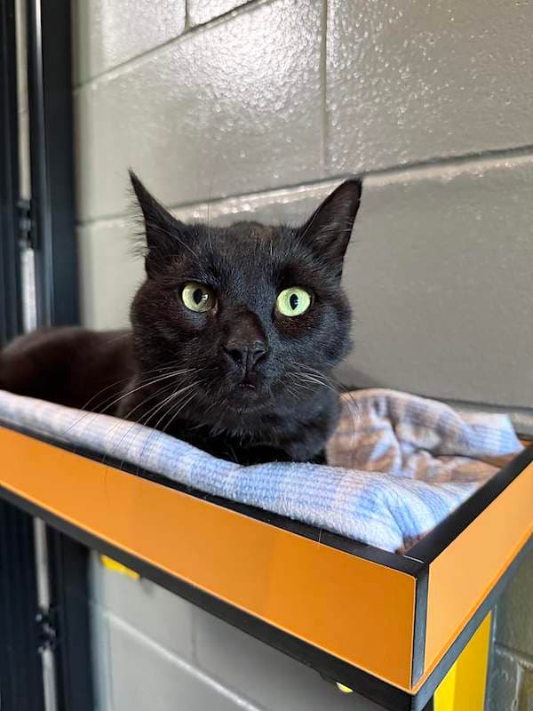Shadow - Domestic Short Hair (DSH) cat available for adoption at RSPCA Queensland in Brisbane