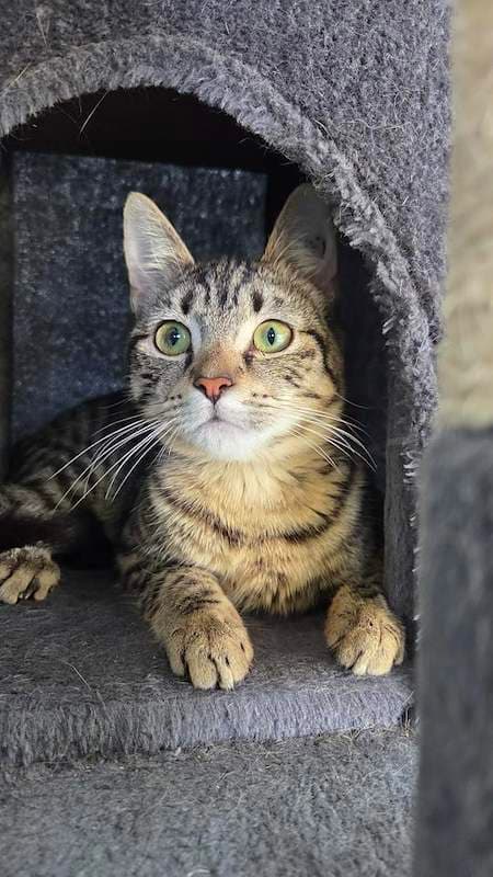 Hamper - Domestic Short Hair (DSH) (Mixed) cat available for adoption at RSPCA Queensland in Mackay