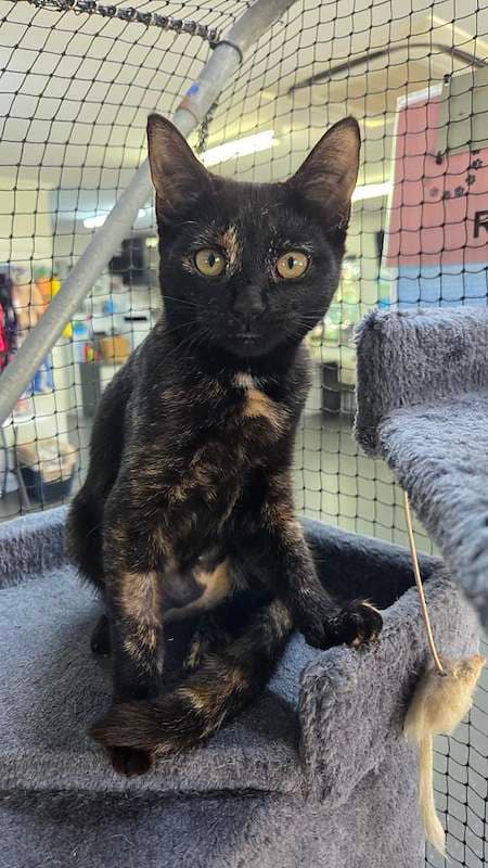 Sesame - Domestic Short Hair (DSH) (Mixed) cat available for adoption at RSPCA Queensland in Mackay