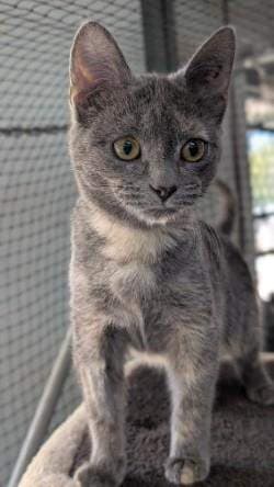 Bagel - Domestic Short Hair (DSH) (Mixed) cat available for adoption at RSPCA Queensland in Mackay