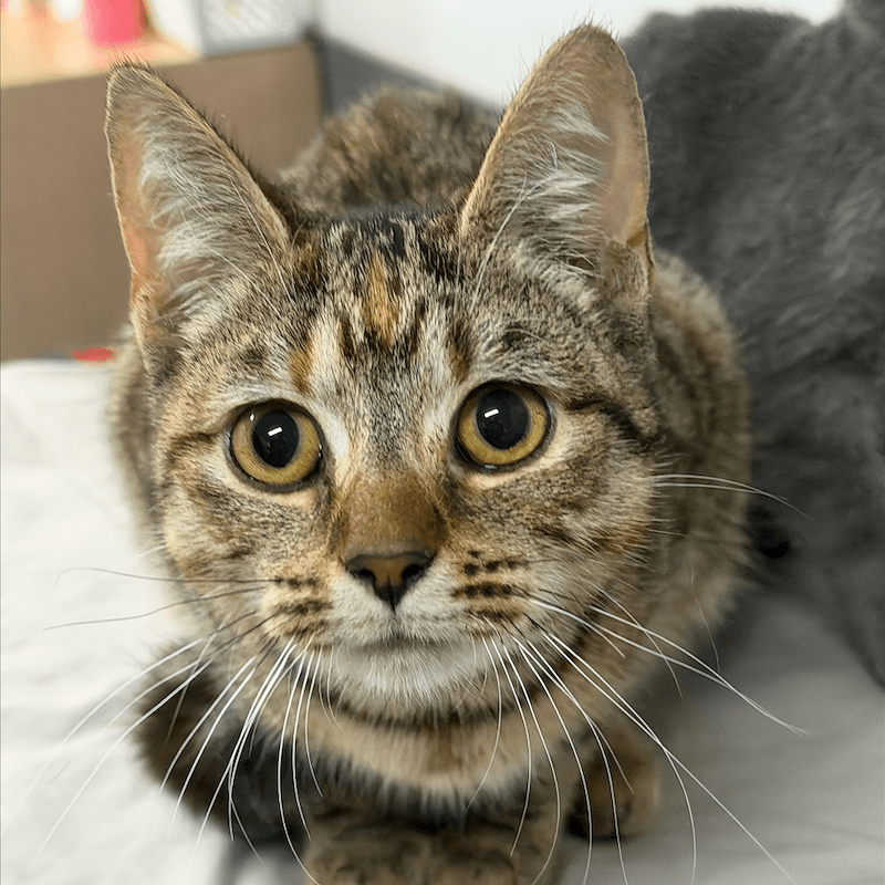 Trixie - Domestic Short Hair (DSH) (Mixed) cat available for adoption at RSPCA Queensland in Mackay
