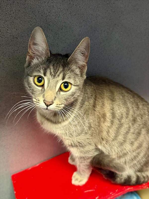 Lady Rose - Domestic Short Hair (DSH) (Mixed) cat available for adoption at RSPCA Queensland in Mackay